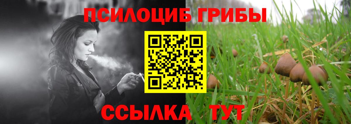 Сланцы  Псилоцибиновые грибы Cubensis  Вход с VPN  Псилоцибиновые грибы Cubensis 